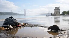 Alerta de leptospirose ligado a ratos: o que é e como se prevenir em Portugal